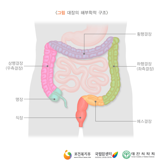 대장의 해부학적 구조